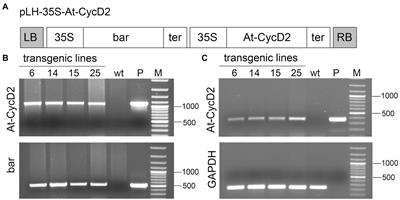 At-CycD2 Enhances Accumulation of Above-Ground Biomass and Recombinant Proteins in Transgenic Nicotiana benthamiana Plants